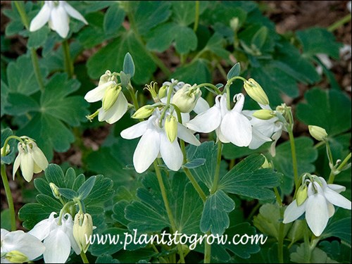 Nodding flowers with short spurs toward the back of the flower. Foliage is bluish-green.  (June 2)